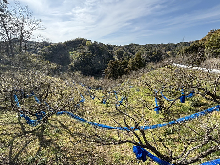 田辺市売り土地　芳養