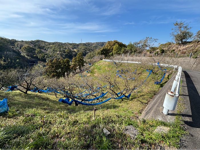 田辺市売り土地　芳養