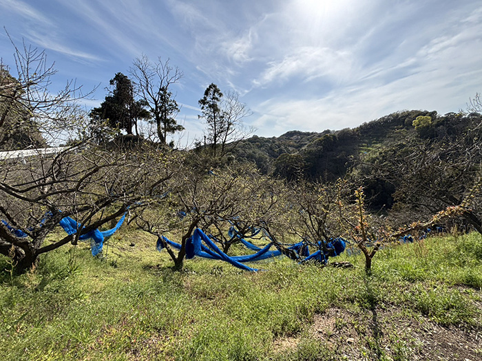 田辺市売り土地　芳養
