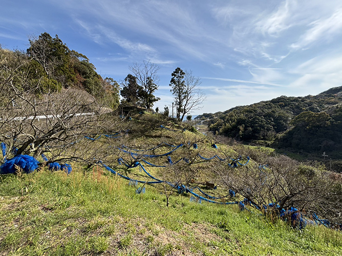 田辺市売り土地　中三栖