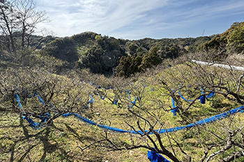 田辺市売り土地　芳養松原