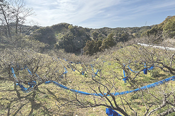 田辺市売り土地　芳養松原